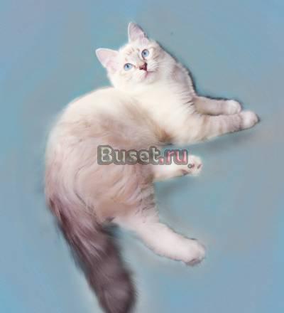 Невские маскарадные клубные котята редкого окраса Москва