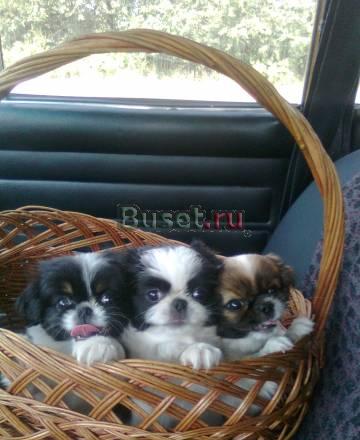 Японский хин Москва