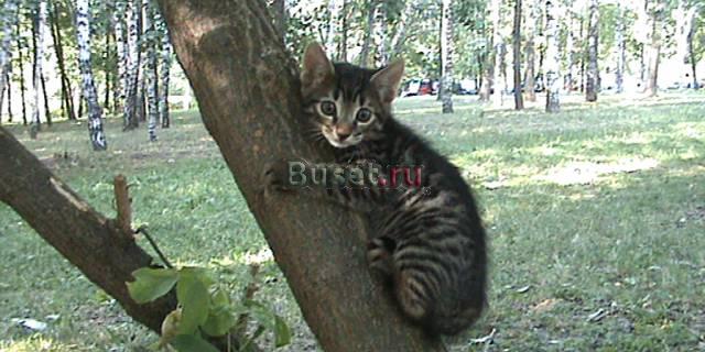 Котенок бенгальский метис Москва