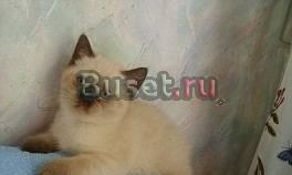 СКоттиши котики 3месшоколадПойнт недорого Москва