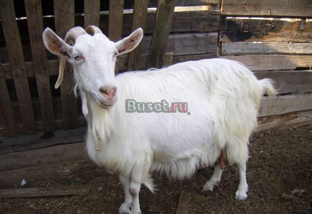 Дойные и покрытые козы, козлята (козочки, козлики) Москва
