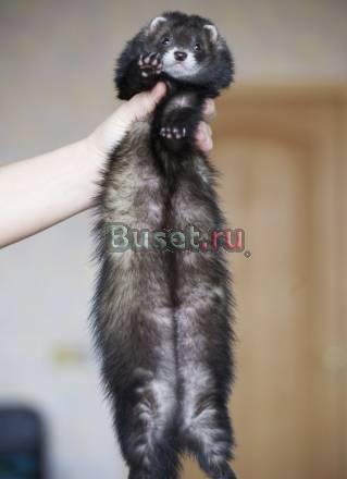 Отдаю Хорька в добрые руки Санкт-Петербург