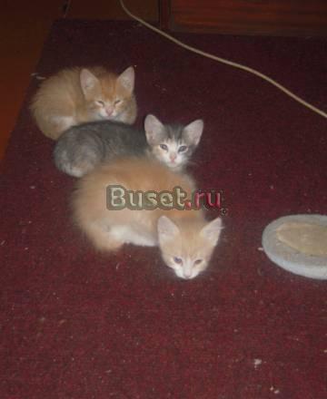 Отдам трех котят от домашней кошечки Санкт-Петербург