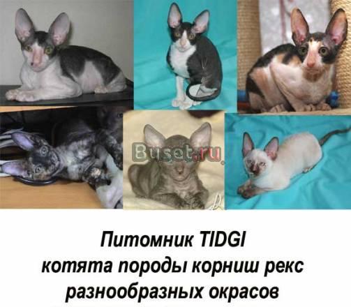 Котята корниш рекс Москва