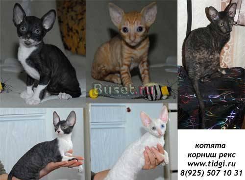 Котята корниш рекс Москва