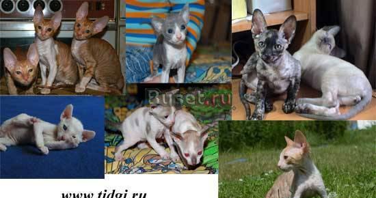 Котята корниш корниш рекс Москва