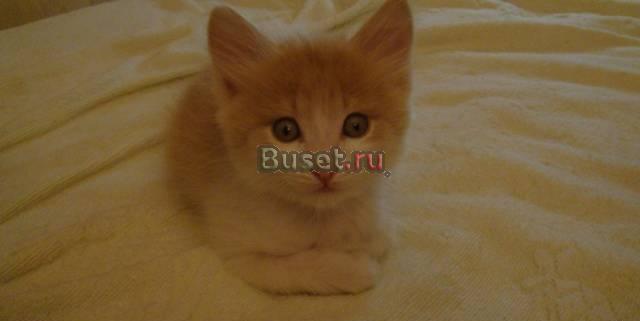 Бесплатно отдадим котят в заботливые руки Москва