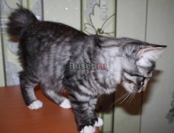 Курильский бобтейл. Котик тигровый Волгоград