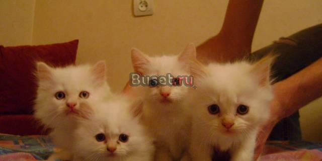 Породистые котята Санкт-Петербург