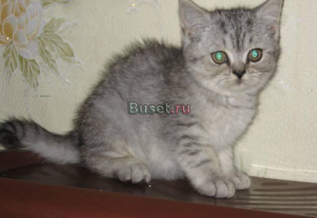 Серебристая кошечка 2мес Санкт-Петербург