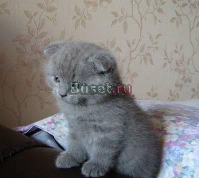 Вислоухие котята Домодедово
