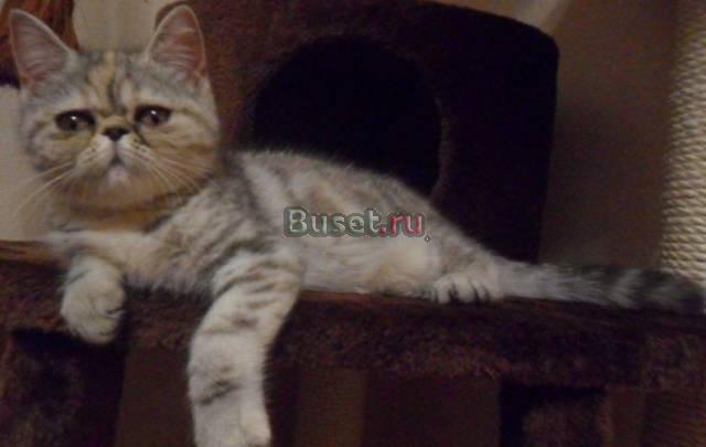 Красивая Экзотка Нижний Новгород