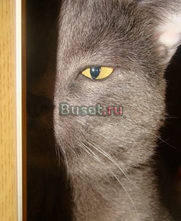 Продам чистокровного британца, 2 года Ростов-на-Дону