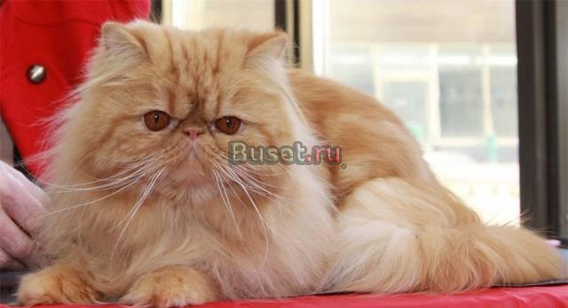 Котята от чемпиона Мира Санкт-Петербург