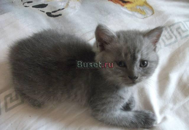 Отдам котят в хорошие руки Москва