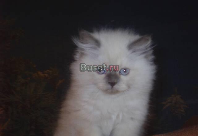 Британские котята (Хайлендеры) Воронеж