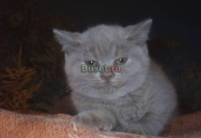 Британские котята лиловые Воронеж
