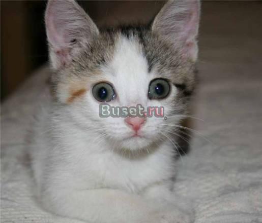 Любознательные и ласкучие котодетки 1,5 месяцев Москва
