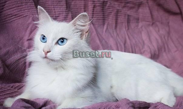 Ангорская кошка, белая пушистая голубоглазка Санкт-Петербург