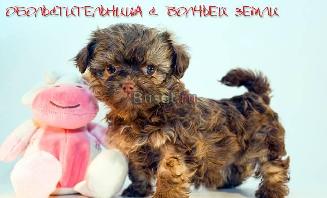 Русская цветная болонка- щенки из проф питомника Санкт-Петербург