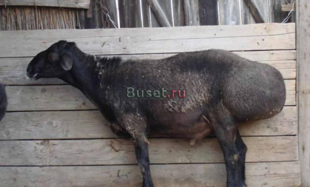 Овцы курдючные, эдильбаевские Волгоград