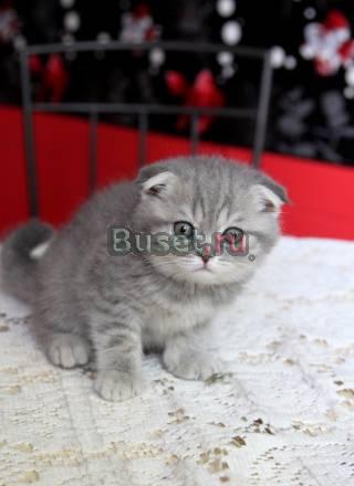 Шотландская вислоухая кошечка Москва