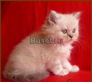 Длинношерстный шотландский котик Санкт-Петербург