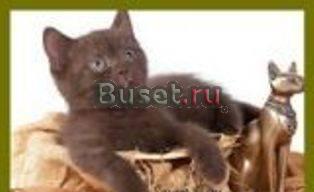 Клубные котята питомника"sweettoy" Москва
