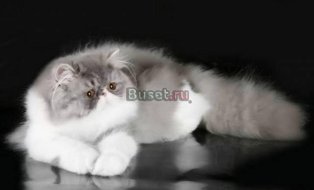 Hohloma питомник персидских и экзотических кошек Санкт-Петербург