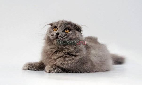 Вислоухий темный шоколадный мальчик Санкт-Петербург