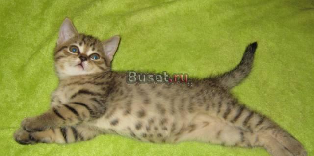 Шотландский котик окрас черное пятно браун Москва
