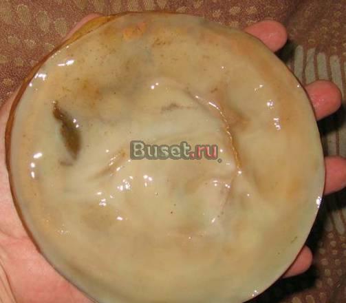 Чайный гриб Красноярск