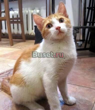 Ласковый солнечный котенок в добрые руки Москва