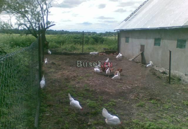 Яйцо домашнее от фермера Санкт-Петербург