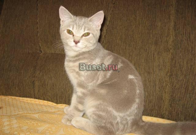 Британские котята Саратов