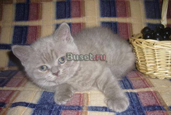Британские котята с документами Екатеринбург