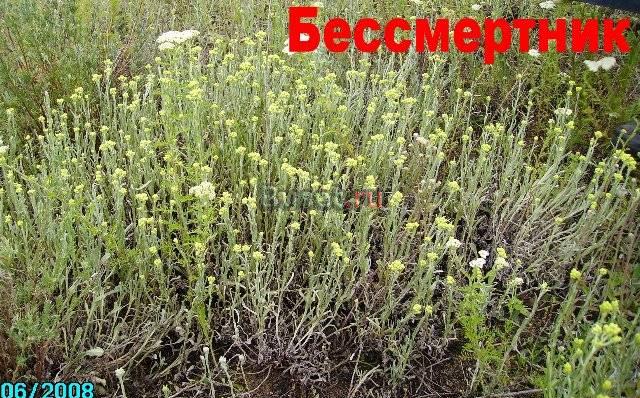 Бессмертник песчаный (цмин песчаный) Саратов