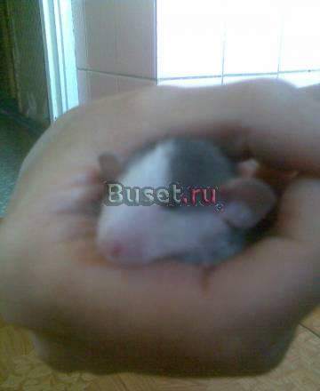 Крыся продаю Москва