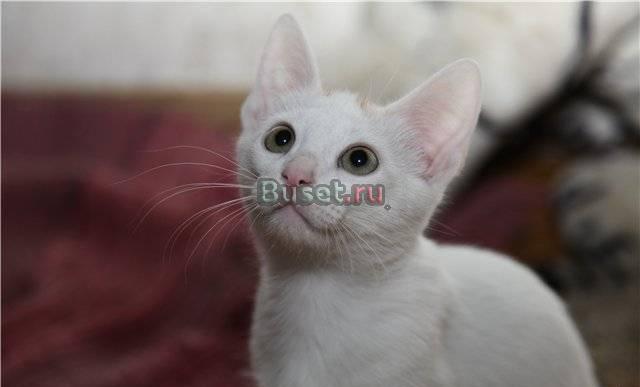 Трогательный котенок Москва
