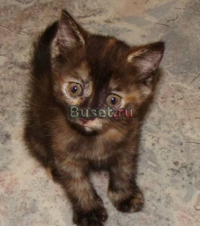 Отдам котенка в хорошие руки (папа британец) Фрязино