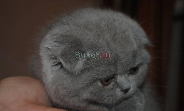 Шотландский  котик  с  документами Москва