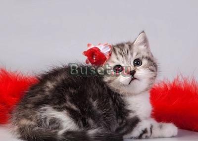Шотландские вислоухие котята Москва