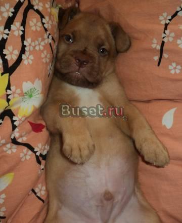 Продаются щенки бордоского дога Луховицы