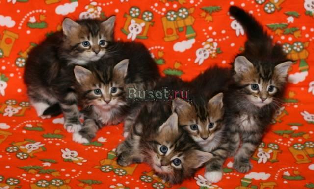 Прелестные котята мейн кунята Москва