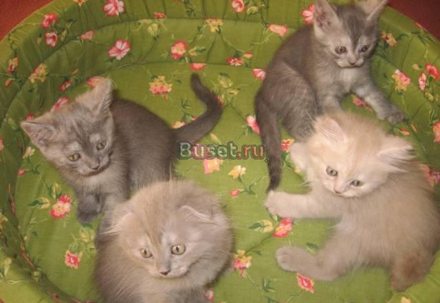 Шотландские котята Санкт-Петербург