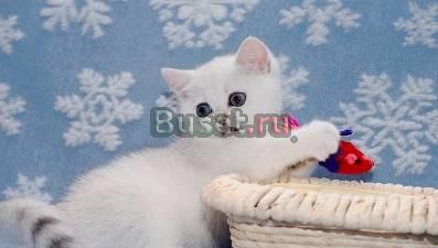 Котята британские серебристые, золотые шиншиллы Санкт-Петербург
