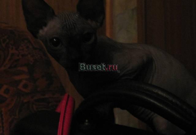Продаем котят Москва