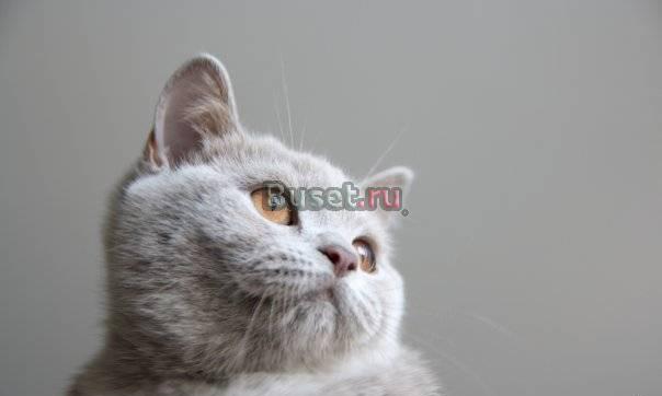Британская кошечка лилового окраса Санкт-Петербург