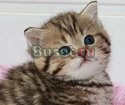 Золотой британский котик-леопардик Санкт-Петербург