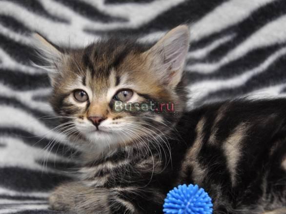 Котята. Курильский бобтейл Москва